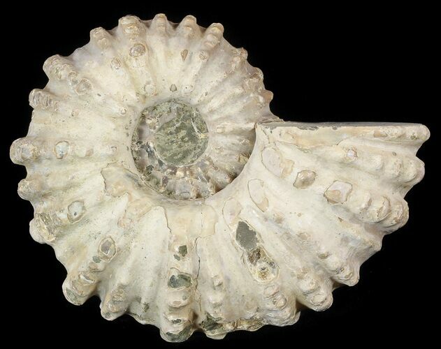 Bumpy Douvilleiceras Ammonite - Madagascar #53309